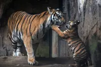 Two tiger cubs die at Indonesia's Bandung Zoo amid management uncertainty