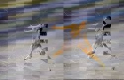 Figure skating-Japan's Sakamoto on pace for fourth world title in Prague