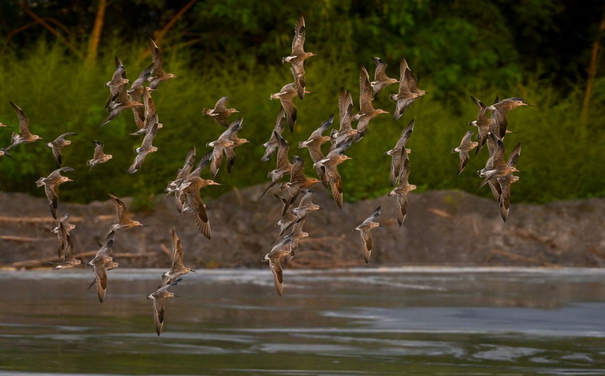 Powering migratory bird conservation