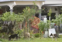 Hot spell puts stray animals at risk, welfare group warns