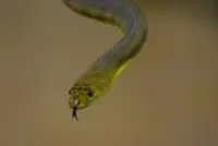 Pythons provide potential weight loss compound 