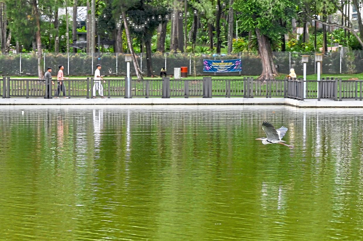 A stork flying across a lake at Taman Tasik Shah Alam as people enjoy their walk amid the serene setting.