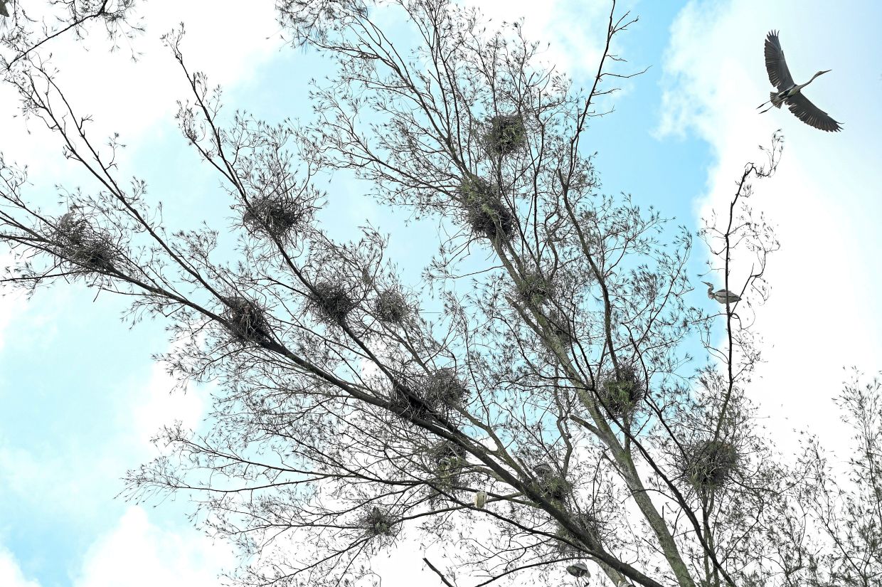 A painted stork taking off from a nesting site on a rainforest tree at Taman Tasik Shah Alam in Shah Alam. — Photos: IZZRAFIQ ALIAS and KK SHAM/The Star