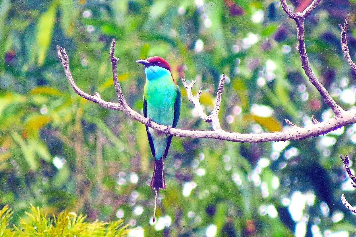 The blue throated bee-eater (Merops viridis).