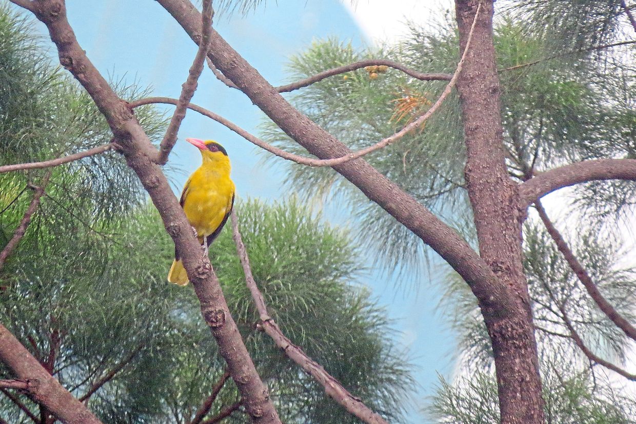The black-naped oriole (Oriolus chinensis) have been spotted at the lake. 