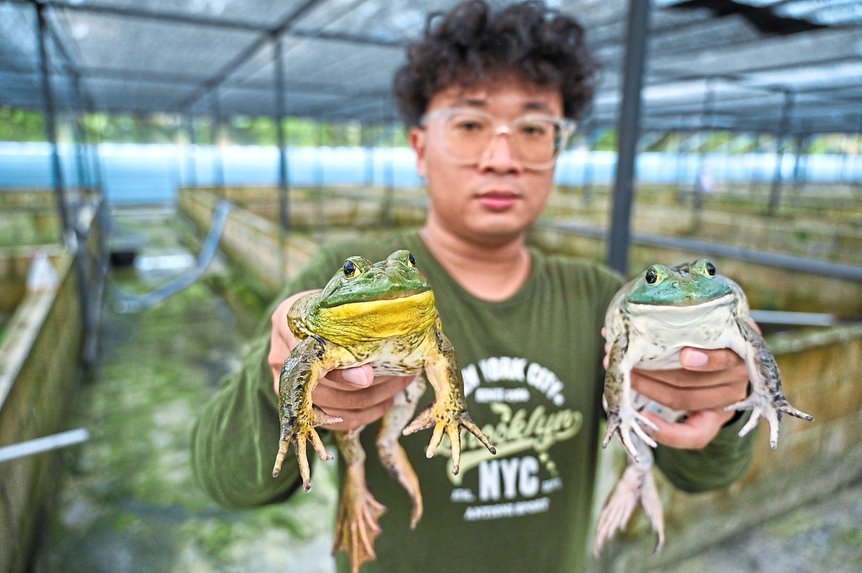thestar.com.my - Frog farming sustains family for over 30 years