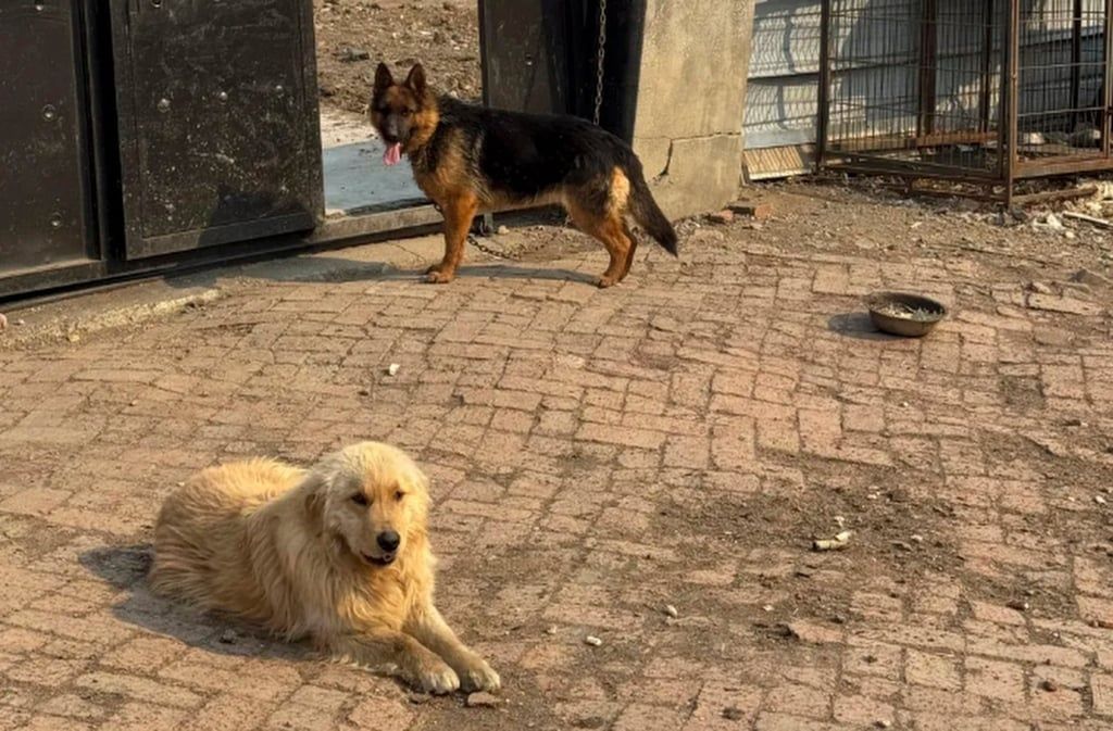 The owner disclosed to mainland media that her German shepherd, Sibao, had been in heat, which attracted the other dogs. - news.qq.com