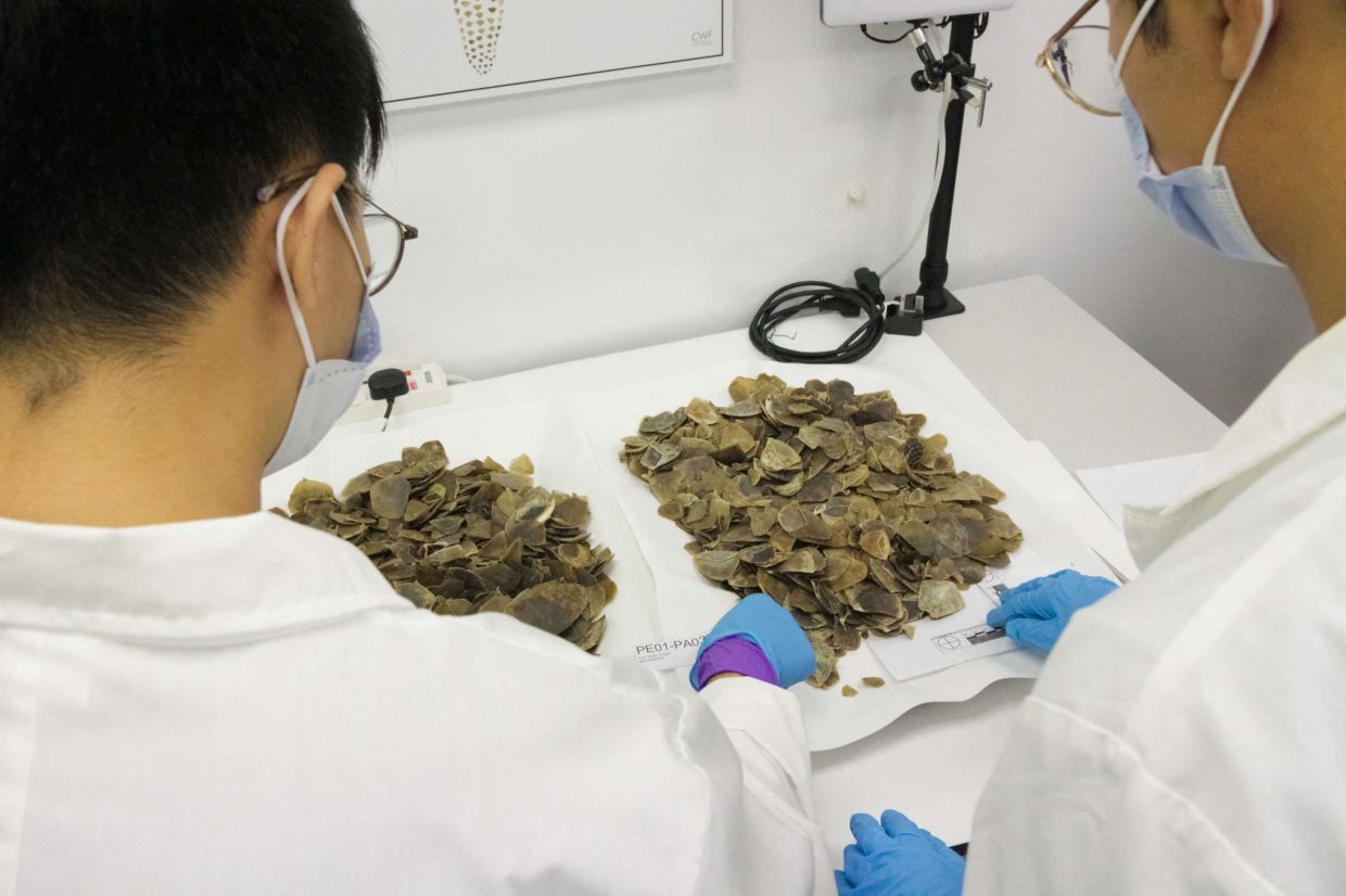 This undated handout received on March 28, 2026 from Singapore's National Parks Board and Immigration and Checkpoints Authority shows pangolin scales being examined following their seizure in Singapore on December 29, 2025. Singapore has seized over 830 kilograms of Asian pangolin scales hidden in a shipment bound for Cambodia, authorities said March 28, 2026, calling it the largest haul of its kind discovered in the city-state. -- Photo by Handout / Singapore's National Parks Board and Immigration & Checkpoints Authority / AFP