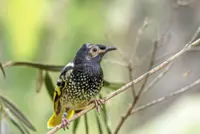 Teaching the tune of survival