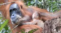 Rehabilitated orangutan gave birth to seventh child in Indonesia's Mt. Leuser national park
