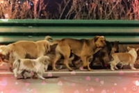 From great escape to great reunion: Plot twists of China viral video of seven dogs’ homecoming