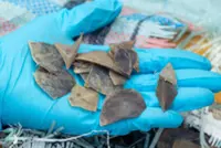 'Shipment bound for Cambodia' as Singapore seizes record Asian pangolin scales disguised as 'dried fish skin'