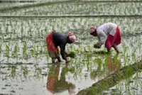 The war in Iran sparks a global fertilizer shortage and threatens food prices