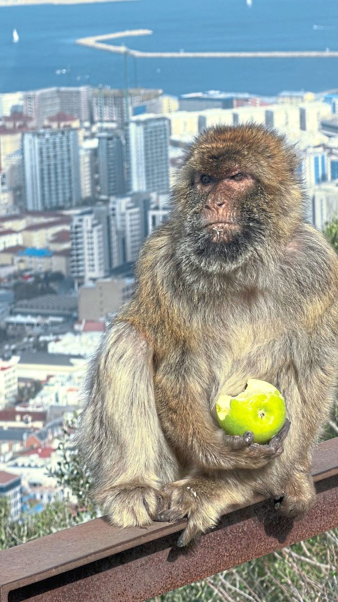 The Barbary macaques have made Gibraltar their home for several centuries.