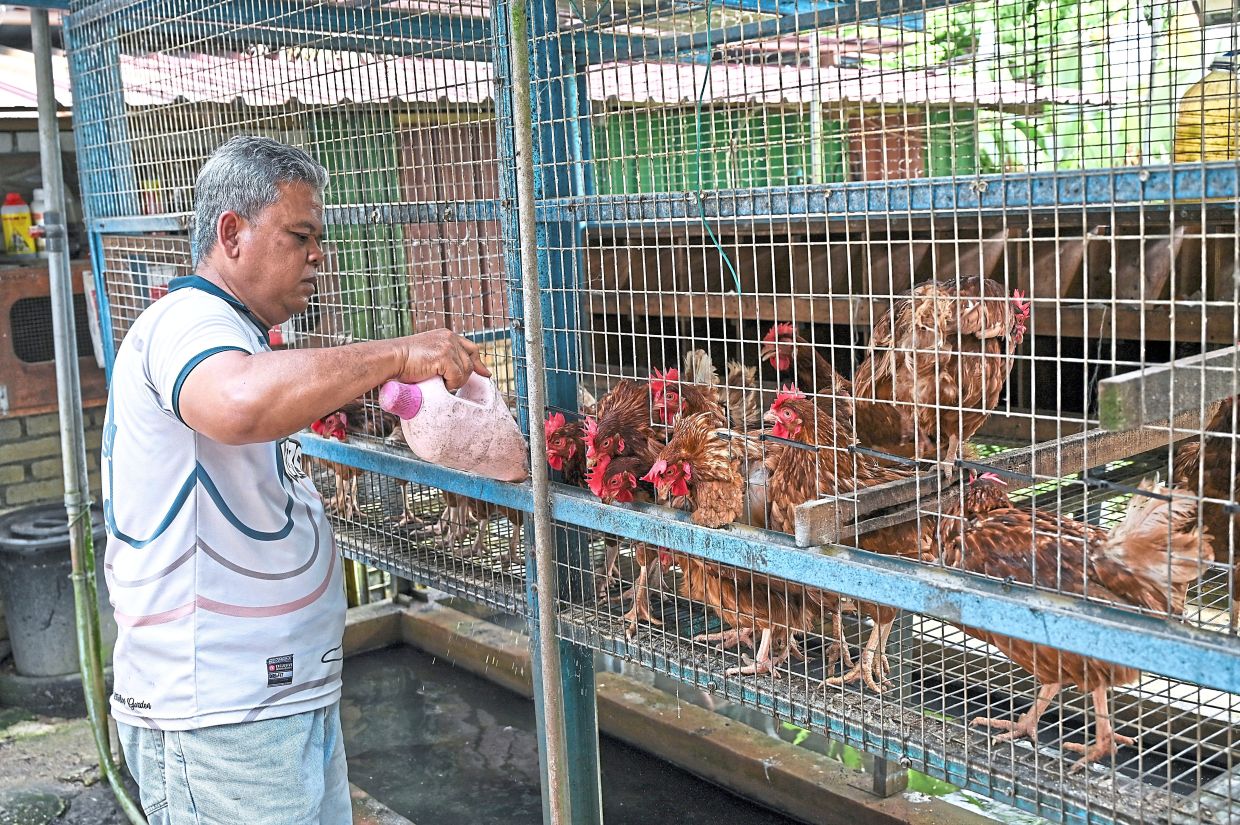 thestar.com.my - Ex-navy man grows food, earns income from backyard