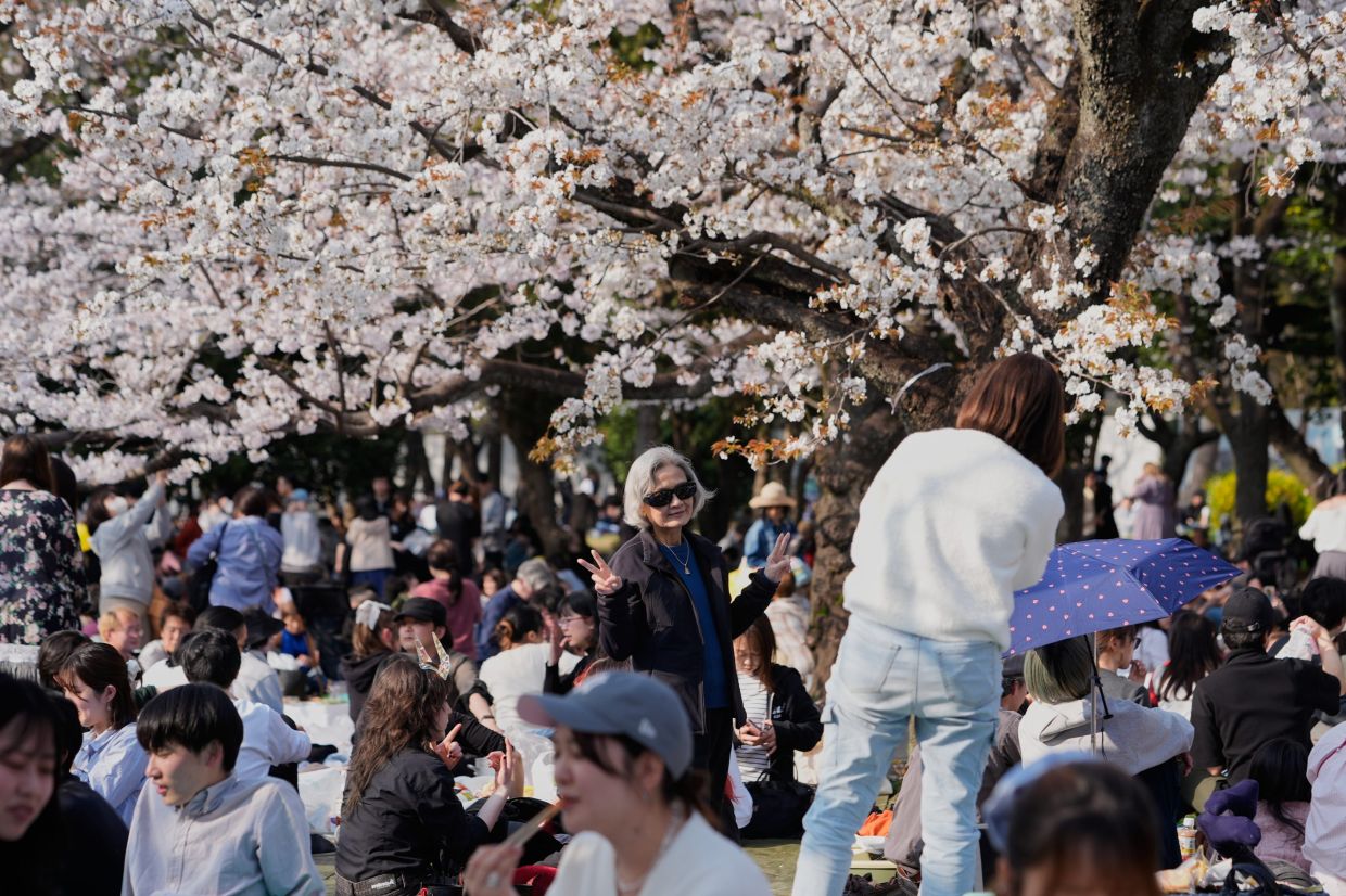 People picnic under cherry blossoms at Yoyogi Park, Sunday, March 29, 2026, in Tokyo. -- AP Photo/Kiichiro Sato