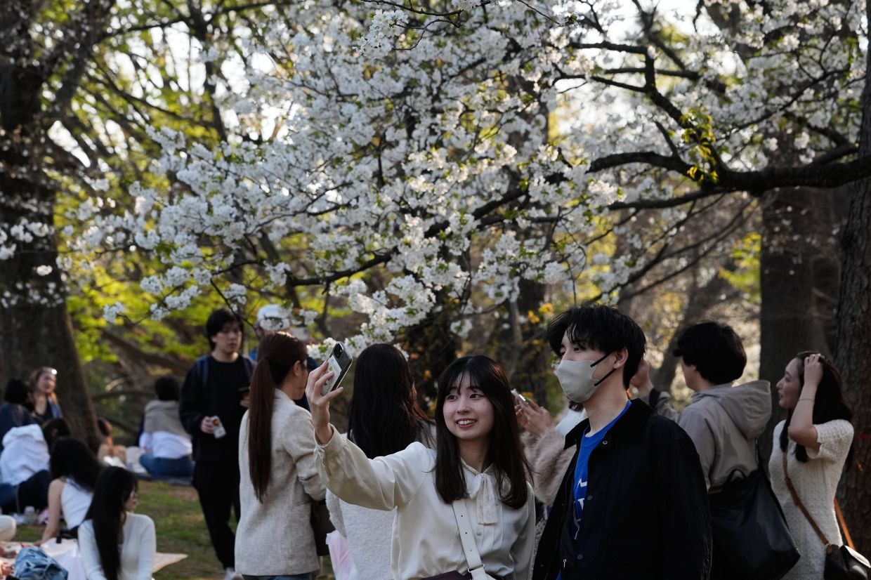 People take pictures under cherry blossoms at Yoyogi Park, Sunday, March 29, 2026, in Tokyo. -- AP Photo/Kiichiro Sato