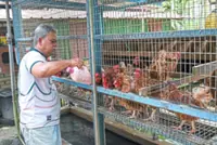 Ex-navy man grows food, earns income from backyard