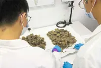 Over 830kg of Asian pangolin scales seized