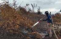 60ha of Rompin oil palm plantation fire brought under control, says Bomba