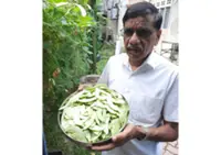 Grow your own veggies to soften the blow of pricey produce, urges CAP