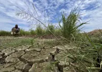 Hot weather threatens over 13,000 hectares of Perak padi fields