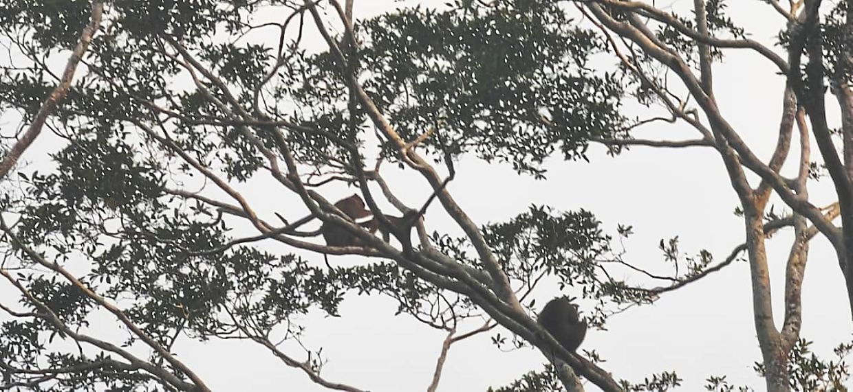 Macaques seen resting along Sungai Pin, within the 2,632ha conservation landscape of SPnCA.