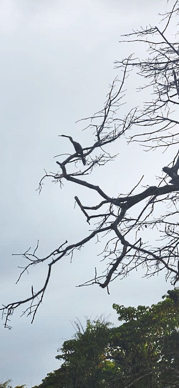A lone bird pauses on a branch, a quiet sign of the conservation area’s rich birdlife.