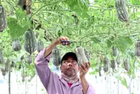 Shift to homegrown greens