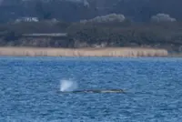 Humpback whale 'Timmy' struggles to escape shallow waters off Germany
