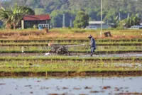 Various initiatives to increase Brunei's self-sufficiency in rice production underway