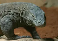Indonesia to loan endangered Komodo dragons to Japan for breeding programme
