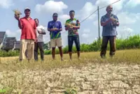 Over 1,000 padi farmers in Kelantan affected by drought