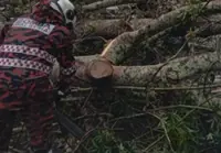 KL areas hit by fallen trees due to storms