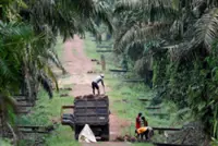 Indonesia to go ahead with B50 biodiesel mix this year, Prabowo says