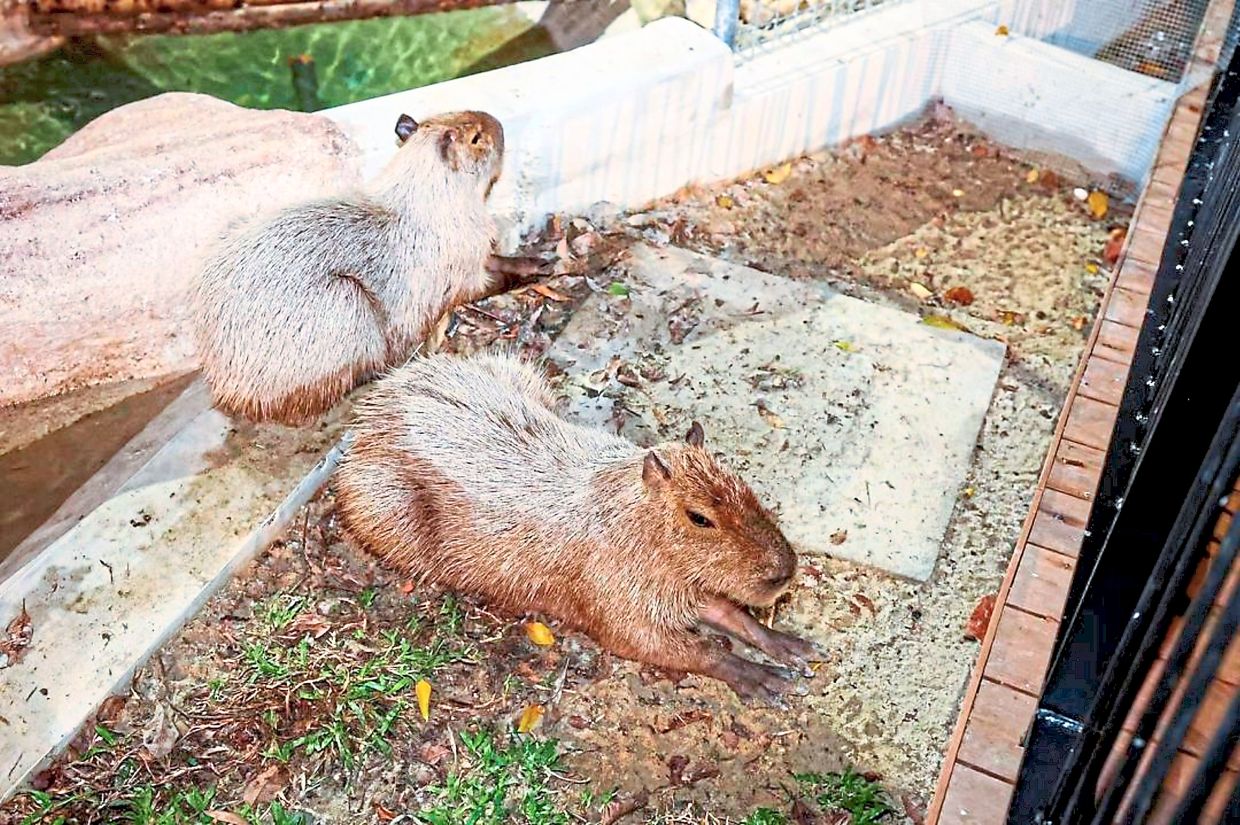 Visitors to Johor Zoo will have a chance to see what nocturnal animals such as capybaras get up to after dark. 