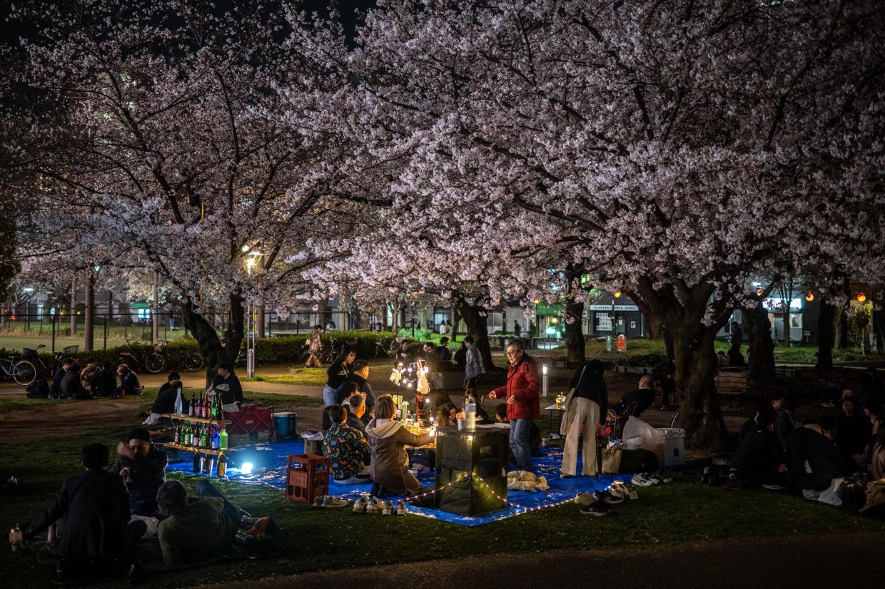People picnicking at Kinshi Park to enjoy and appreciate hanami. 