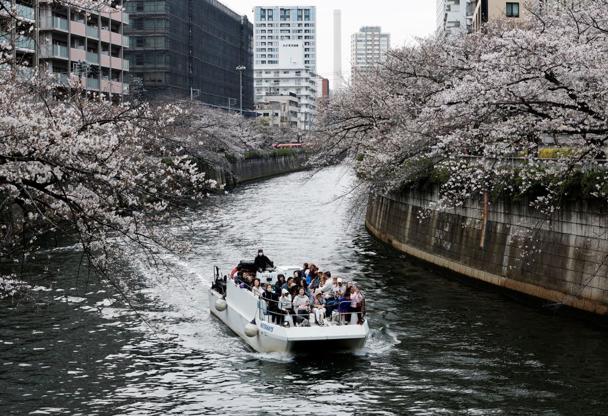 A boat sailing past blooming cherry blossoms along Meguro River in Tokyo on March 30. – Reuters 