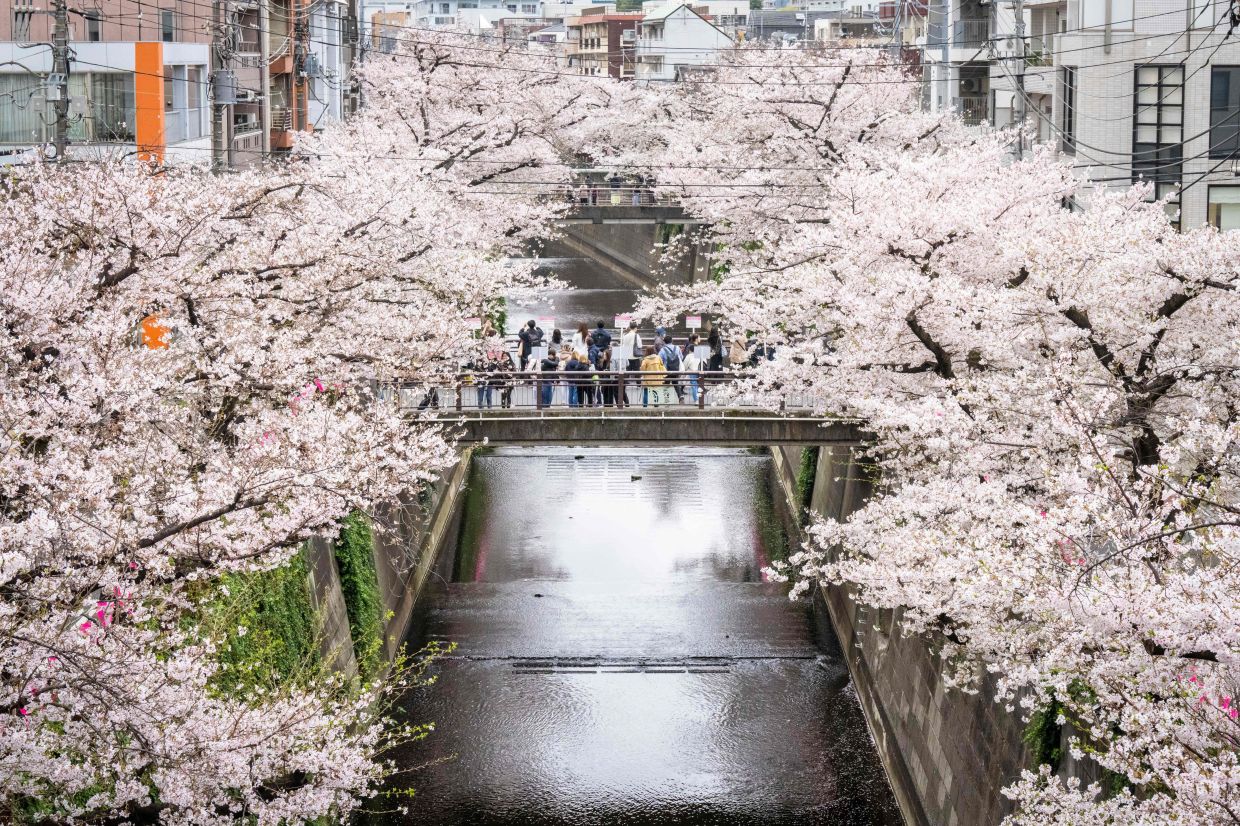 People photographing cherry blossoms along a river in Tokyo. – AFP 