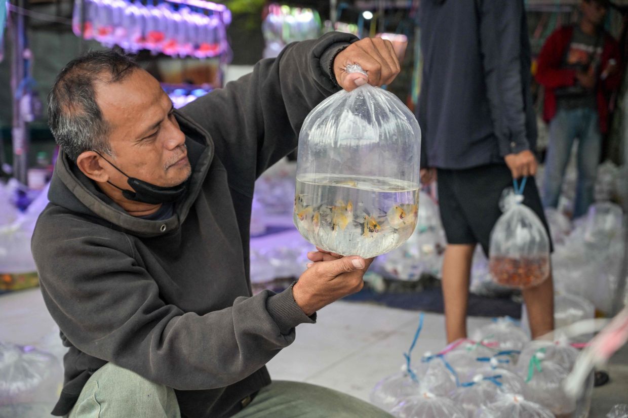 A man inspects a plastic bag filled with pet fish at a market in Surabaya on Tuesday, March 31, 2026. -- Photo by JUNI KRISWANTO / AFP