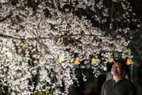 Japan's cherry blossom season dazzles locals and tourists