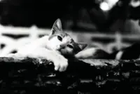 Terengganu DVS investigating viral cat abuse video