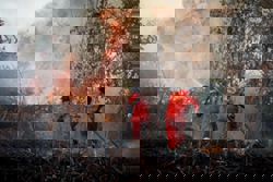 Fire hot spots and scant rain raise haze alarm in South-East Asia