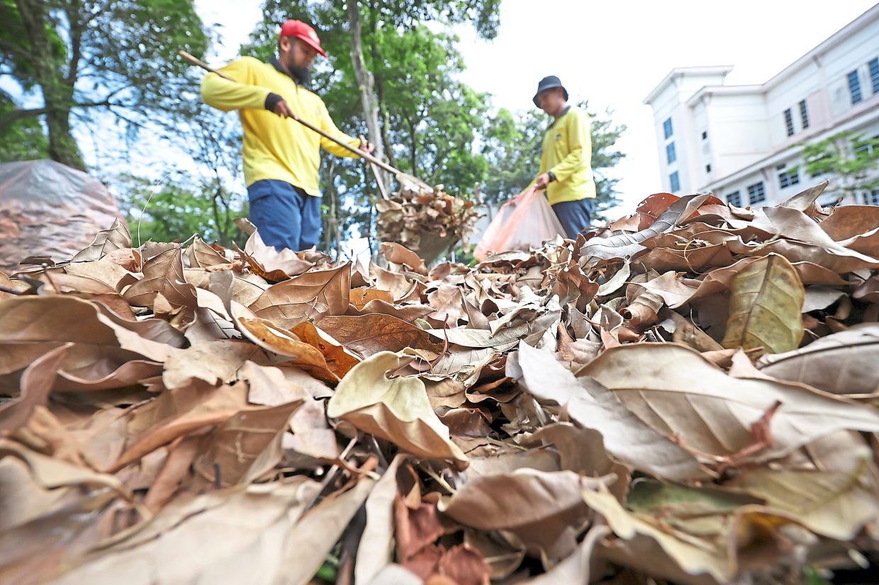 MBPP workers clearing the abundant fallen leaves that withered in the hot weather.