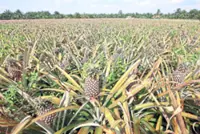 ‘Johor plays strong role in food security’