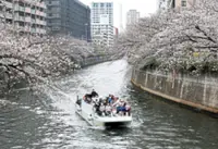 Pricier fuel hits cherry blossom river cruises ​