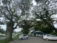 Decades-old Kasigui trees spared for now