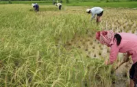 Costly fuel, fertiliser strain Cambodian farmers' livelihoods as Middle East conflict drags on