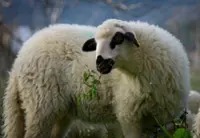 Rights group condemns Hong Kong company tests on severed animal heads, limbs