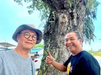Kasigui trees get reprieve